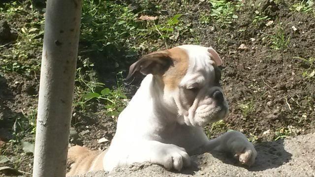 Engleski-buldog-stenci-