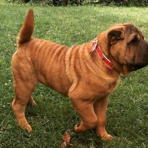 Shar-Pei-zenka