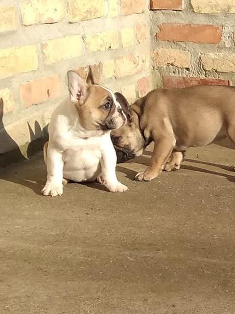 Francuski-buldog-štenci-