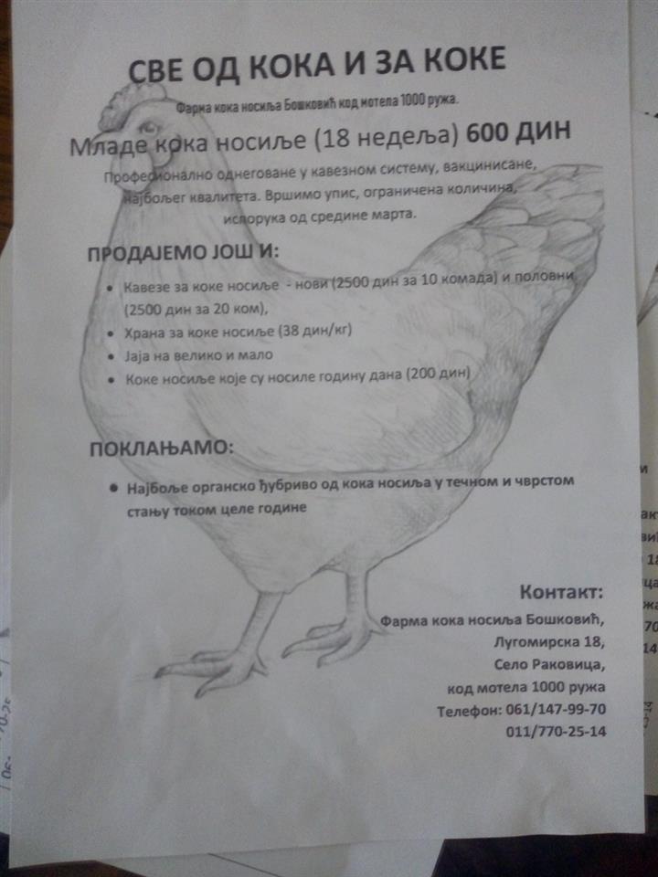 Mlade-koke-nosilje-18-meseci
