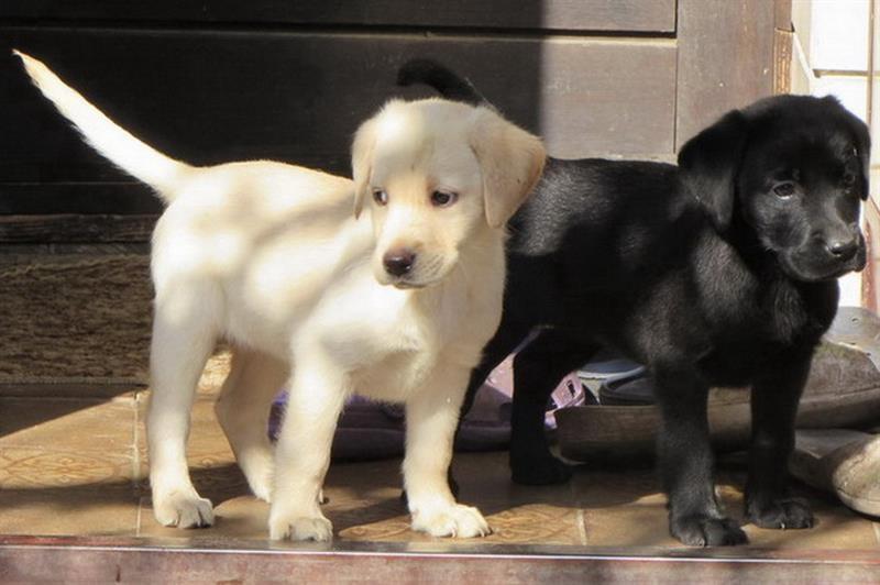 Labrador-retriver-stenad