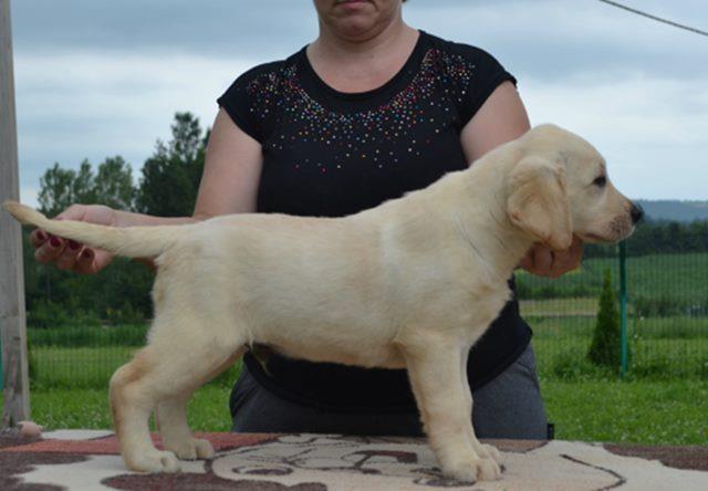 Labrador-retriver-stenci-