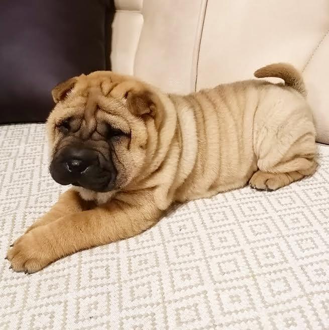 Shar-Pei-stenci-
