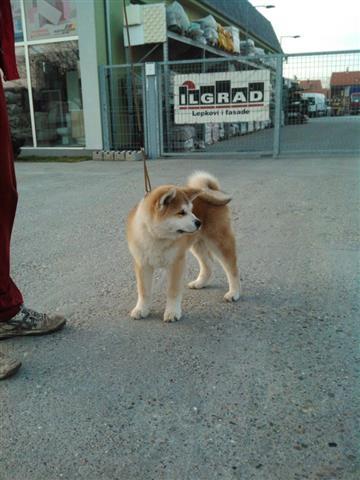 Akita inu