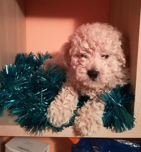 Toy Pudla