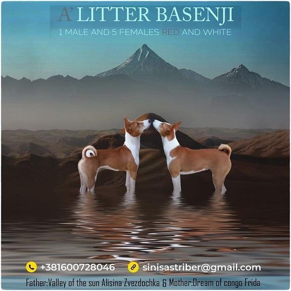 Basenji-štenci-