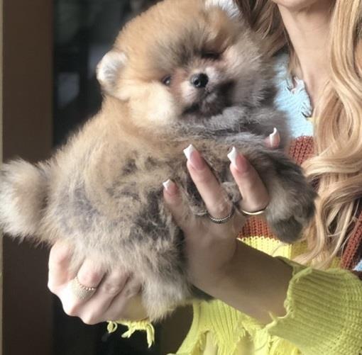 Pomeranci--Pomeranian