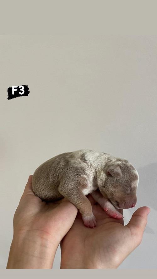 AMERICAN-BULLY-Xl