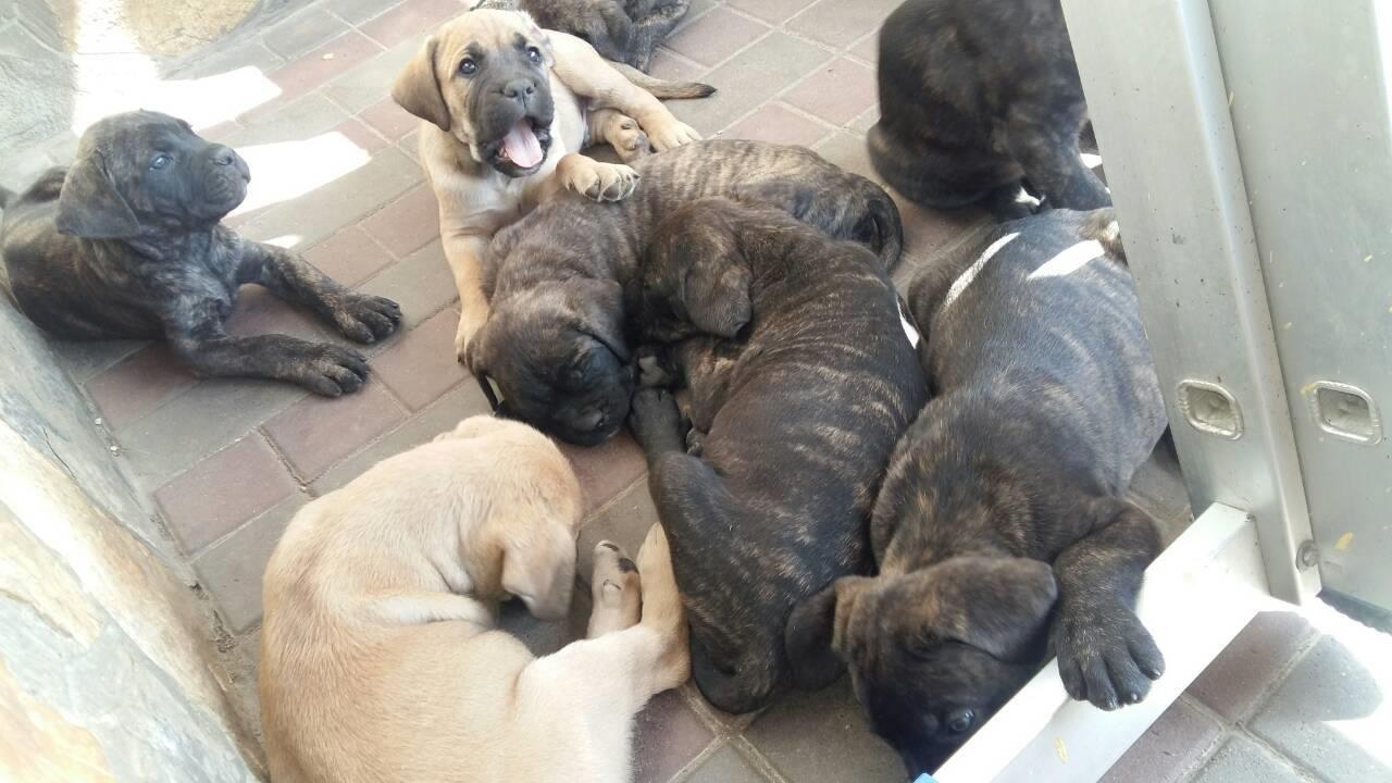 Cane-corso-štenci