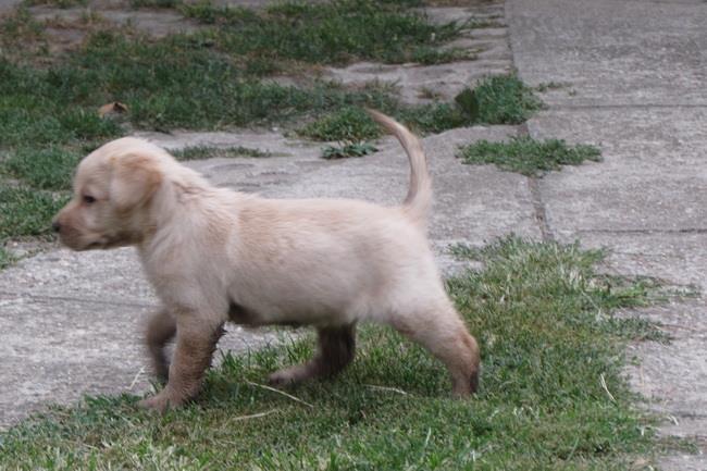 labrador-retriver-stenad