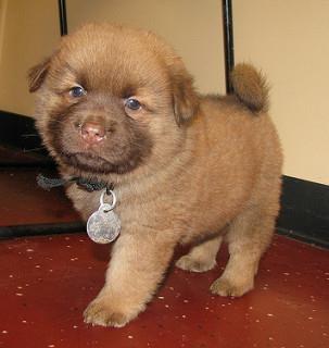 Chow-chow