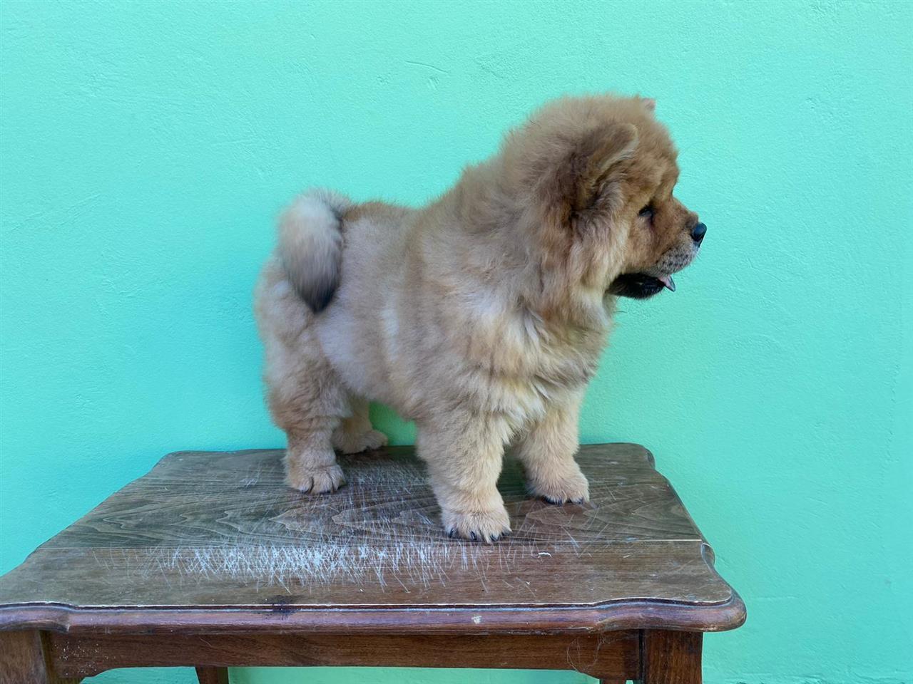 Chow-chow-stene
