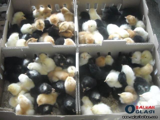 Domaci-pilici-