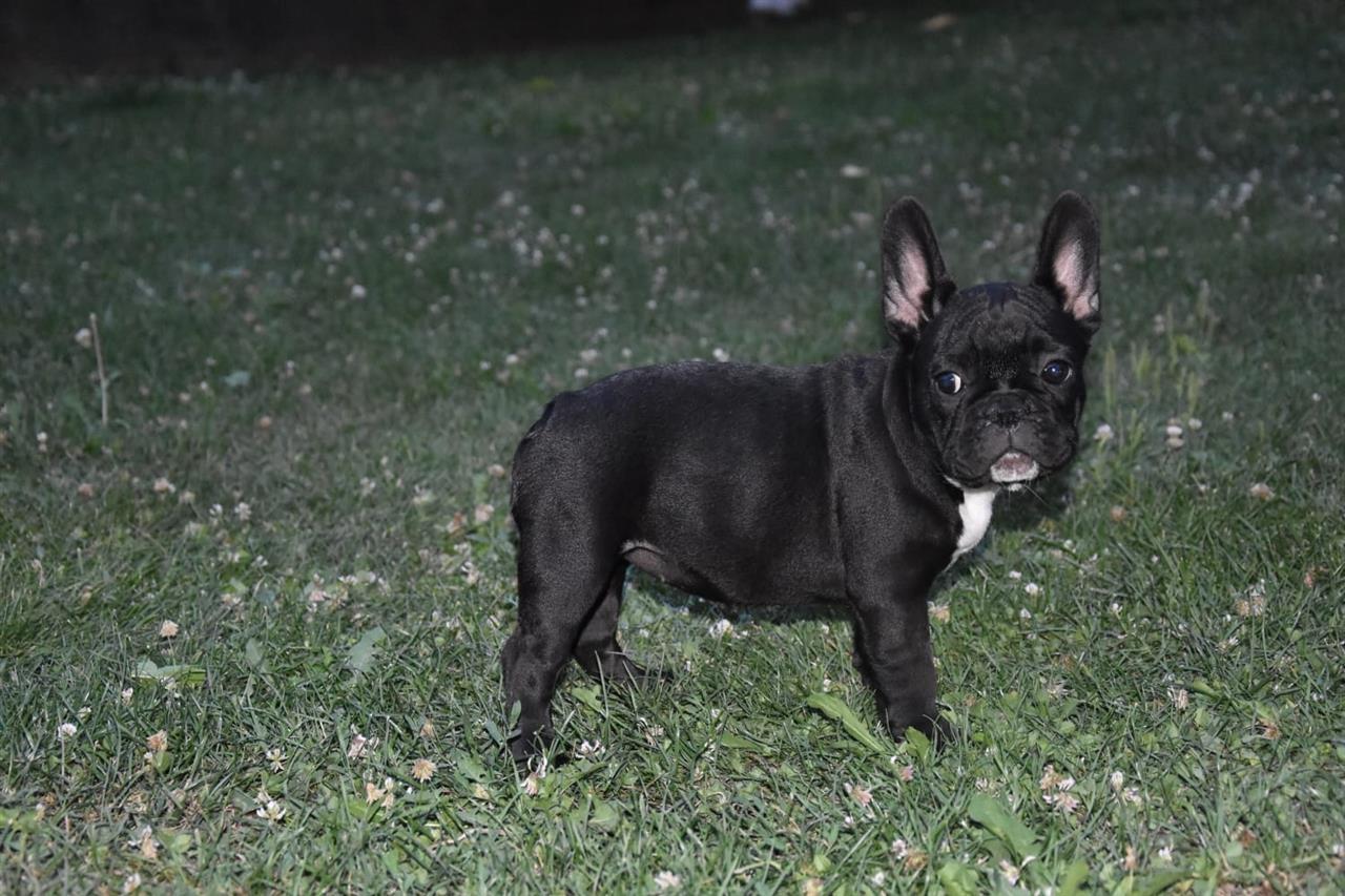 Francuski-buldog--prodaja-štenadi