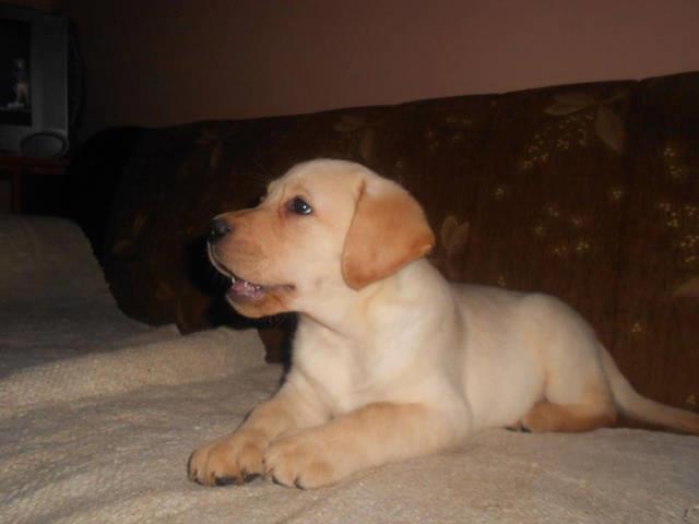 Kvalitetne stence Labrador Retrivera