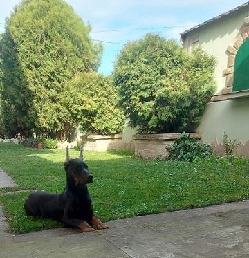 Doberman-stenci