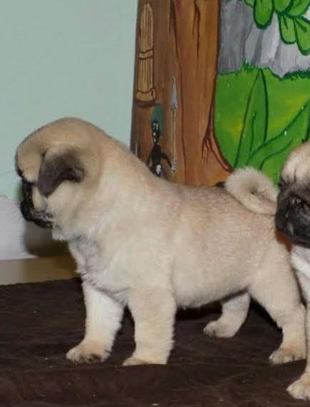 Mops-štenci-