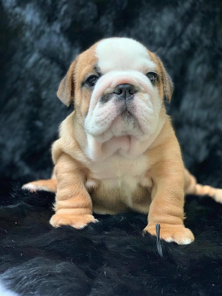 Engleski-Buldog
