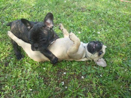 Francuski-Buldog