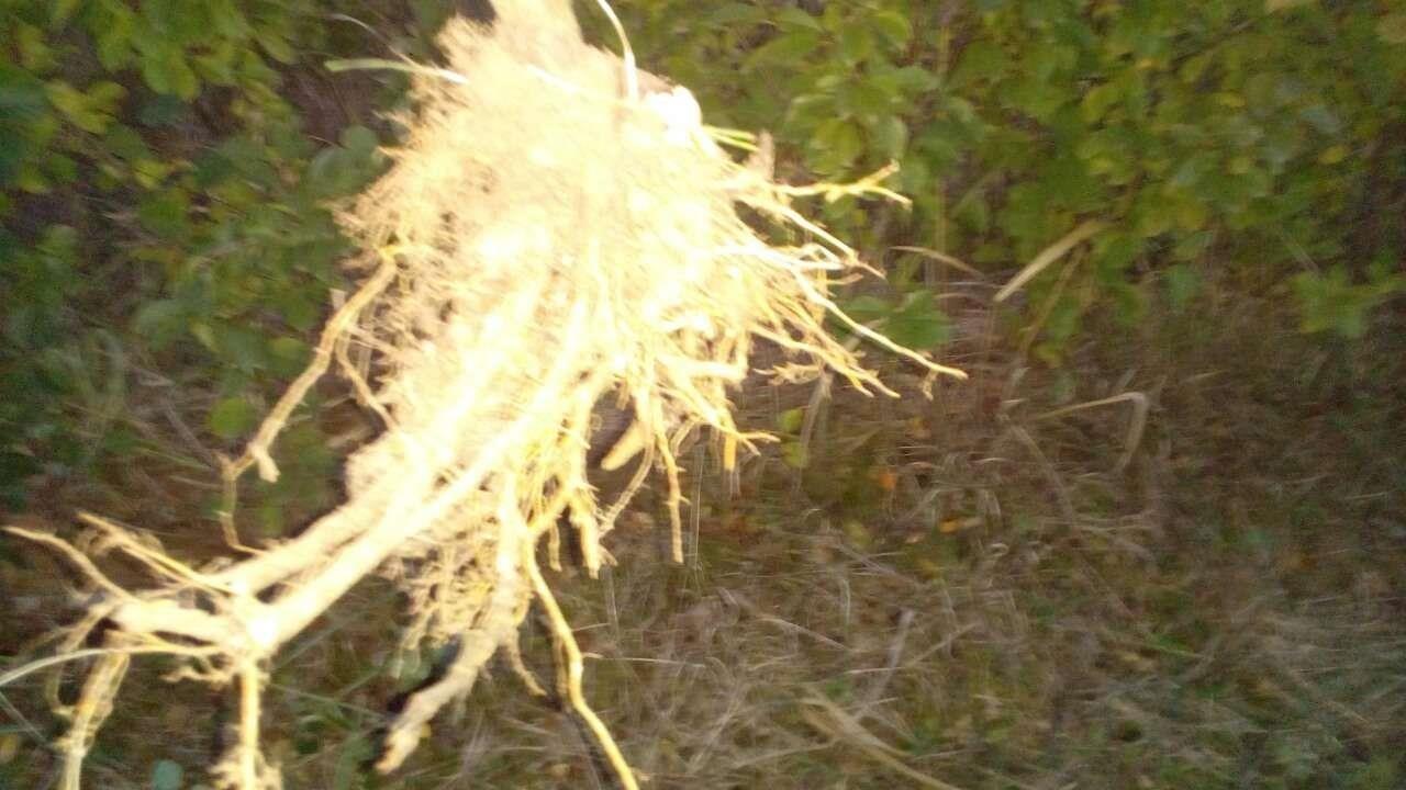 Sadnice-visnje-I-maline