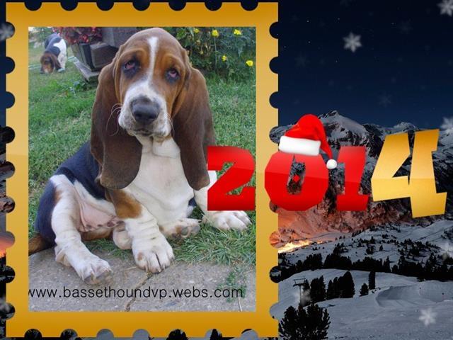 Basset Hound baset