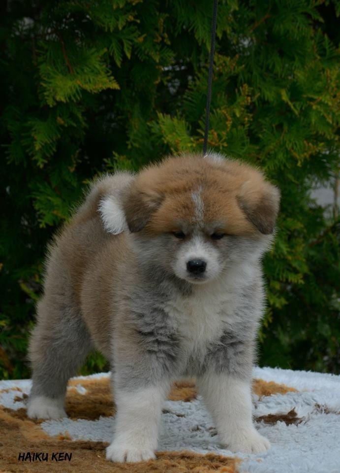Akita-inu-