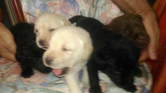 Labrador retriver, stenci