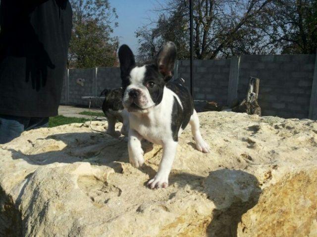Francuski buldog stenci