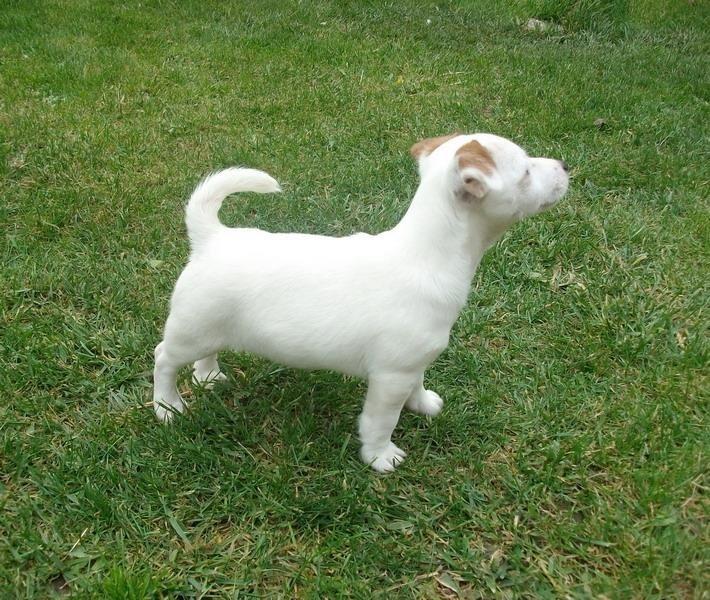 Jack-Russell-Terrier--stenci
