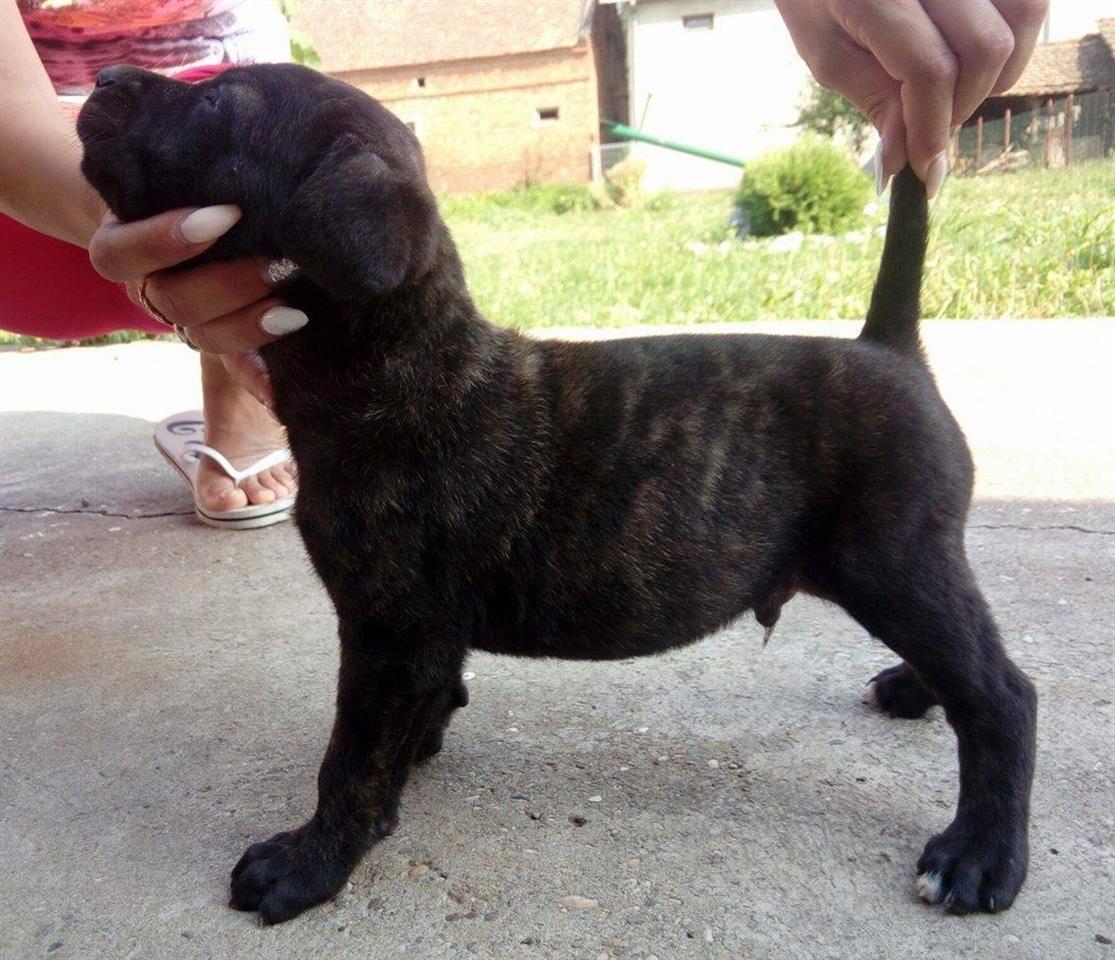 Cane-corso-stenci