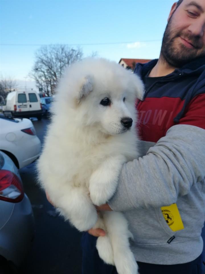Sibirski-samojed-štenci
