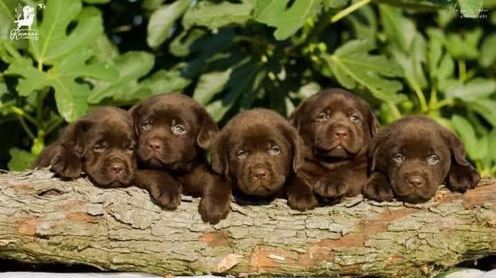 Labrador-Retriver-štenci--čokoladni-braon
