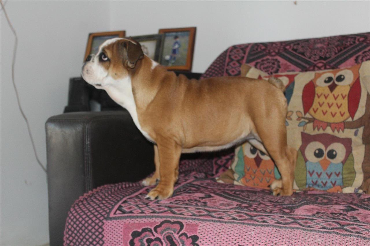 Engleski-buldog-žensko-štene