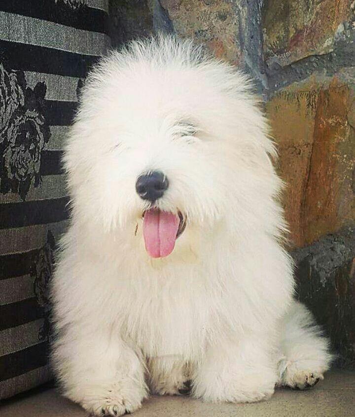 Coton-de-Tulear