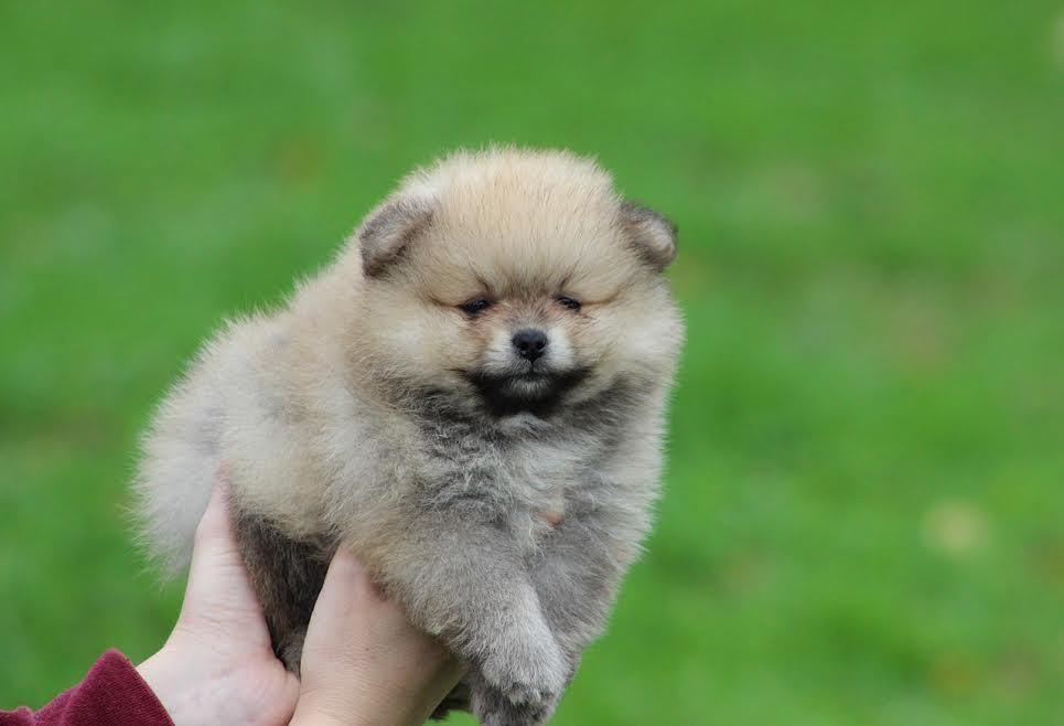Pomeranski-spic-Boo-stenci