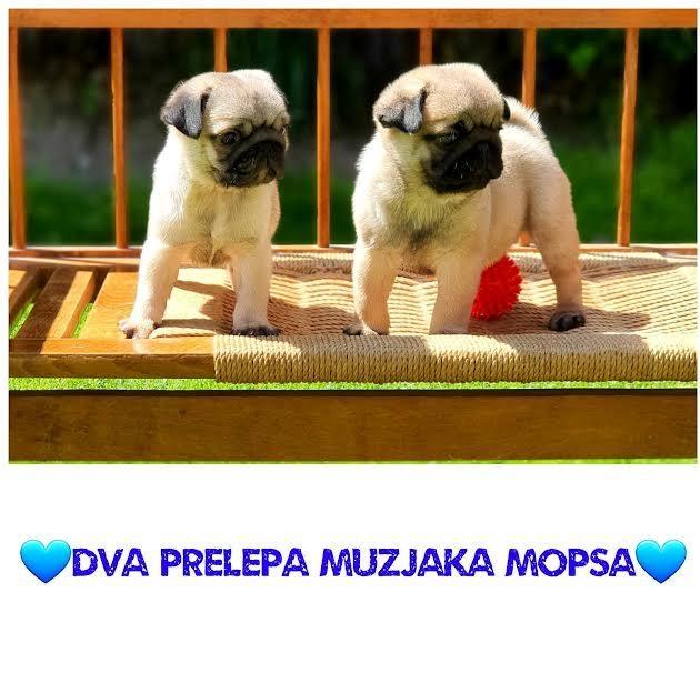 Mops-štenci-ponuda---2-mužjaka-