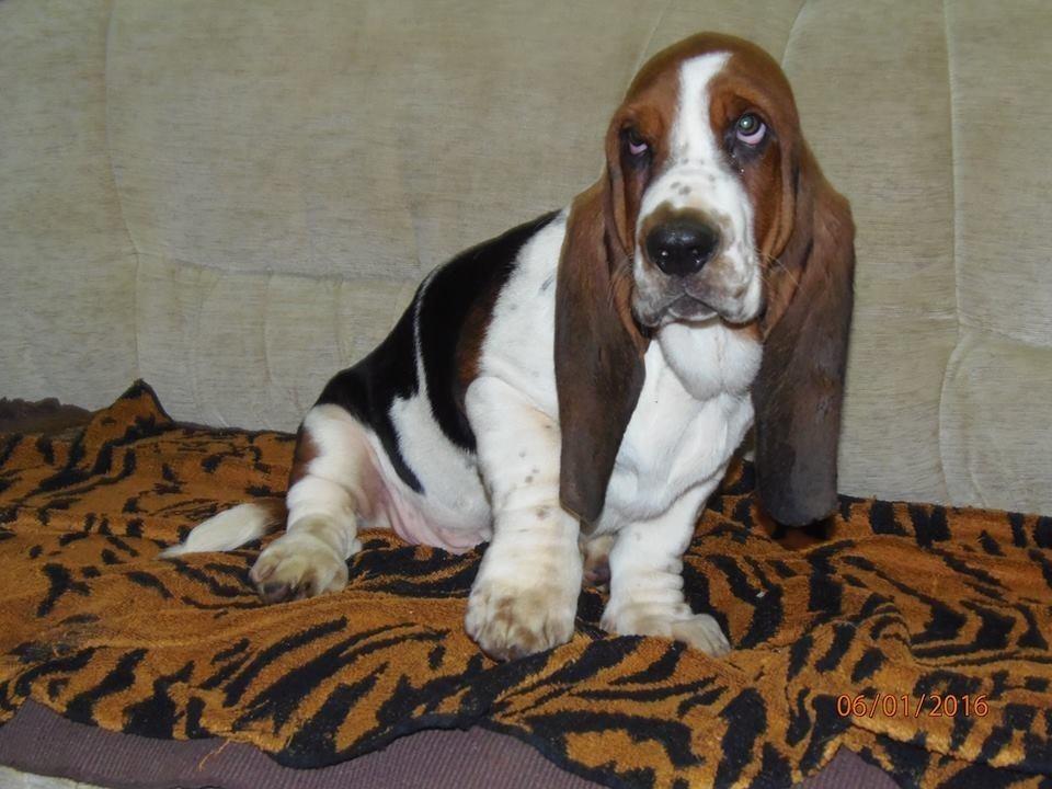 Basset-Hound---baset