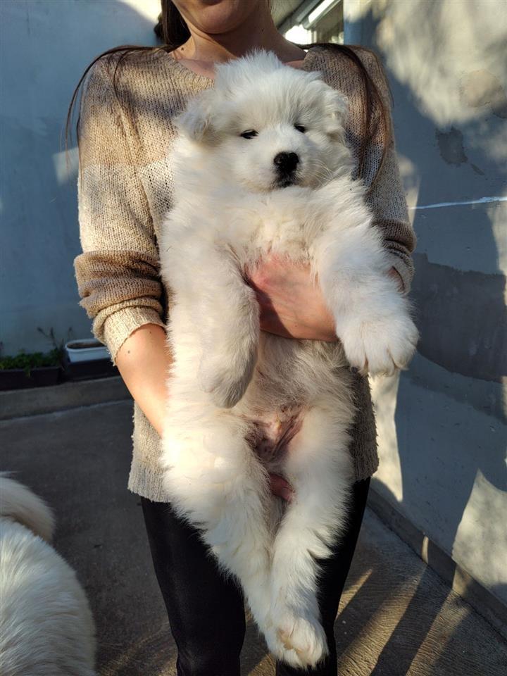 Samojed-stenci