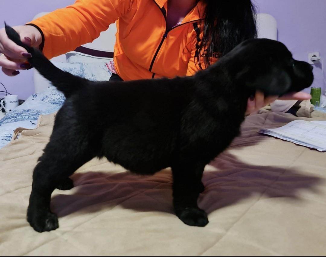 Labrador-retriver-stenci