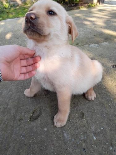 Nova legla stenaca Labradora
