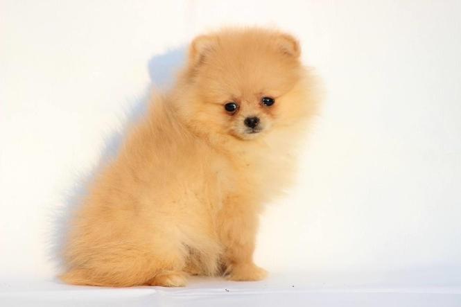 Pomeranac Boo stenci