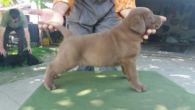 Labrador retriver, stenci