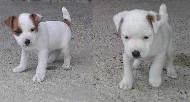 Jack russell terier, stenci