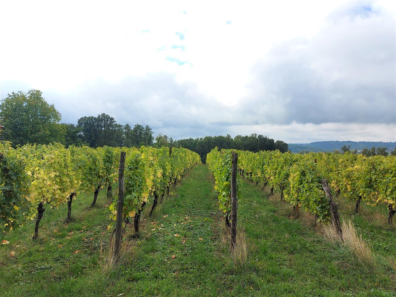 Prodaja-vinograda