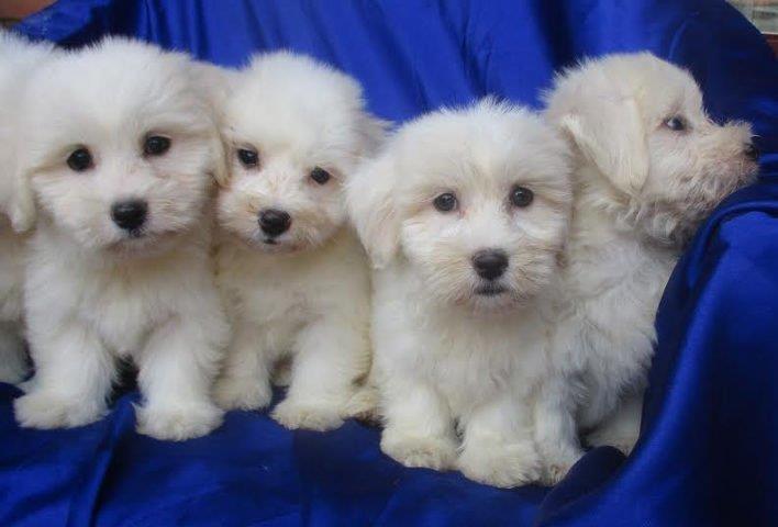 COTON-DE-TULEAR-stenci---garancija-kvaliteta