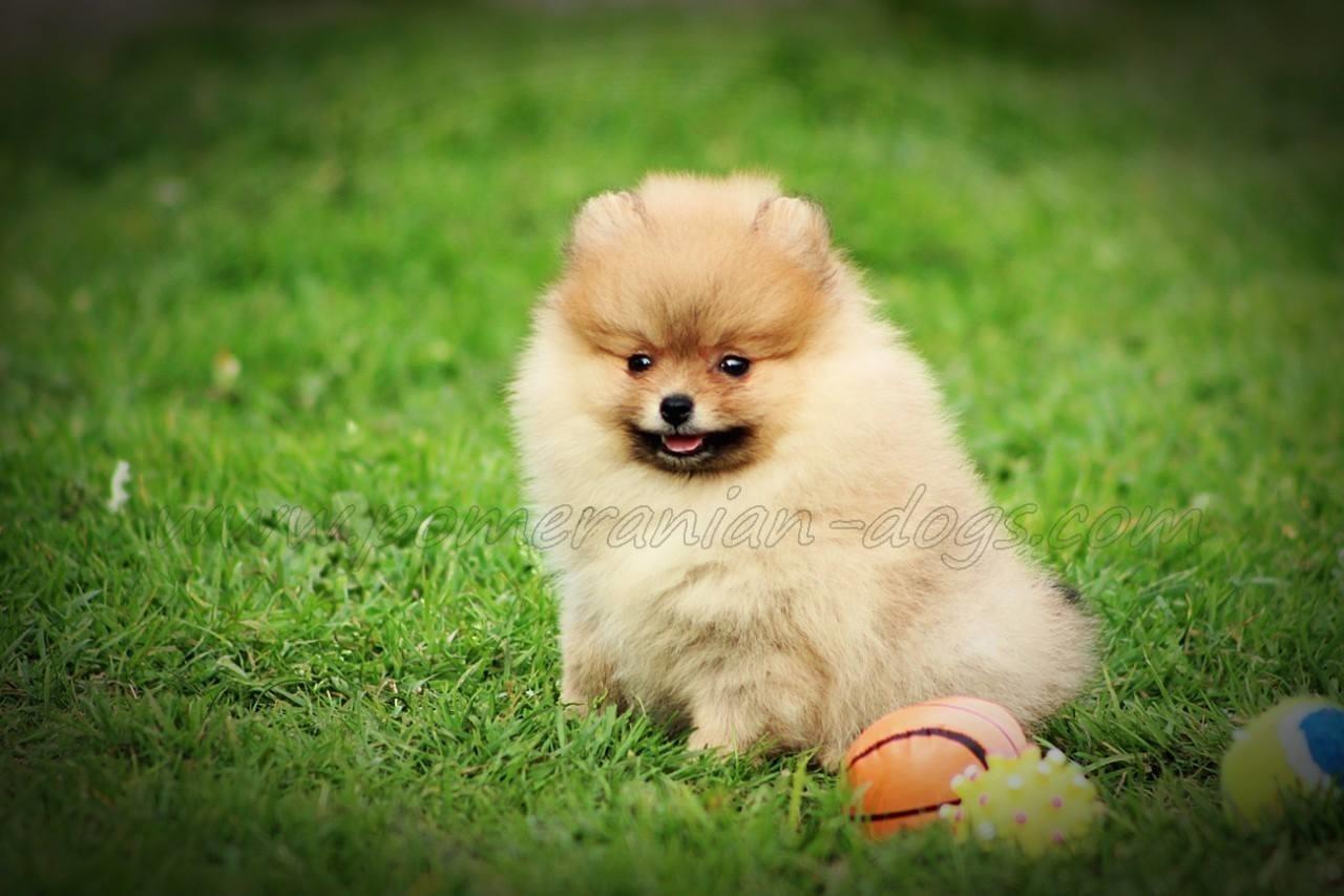 Pomeranac-Boo-stenci