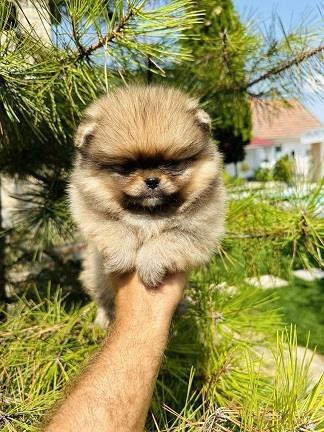 Prelepi-štenci-pomeranaca