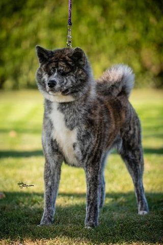 Akita-Inu