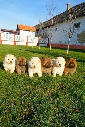 Chow-chow-cau-cau-stenad