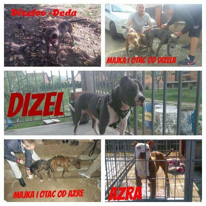 Stenci-Pit-Bull-a-na-prodaju-